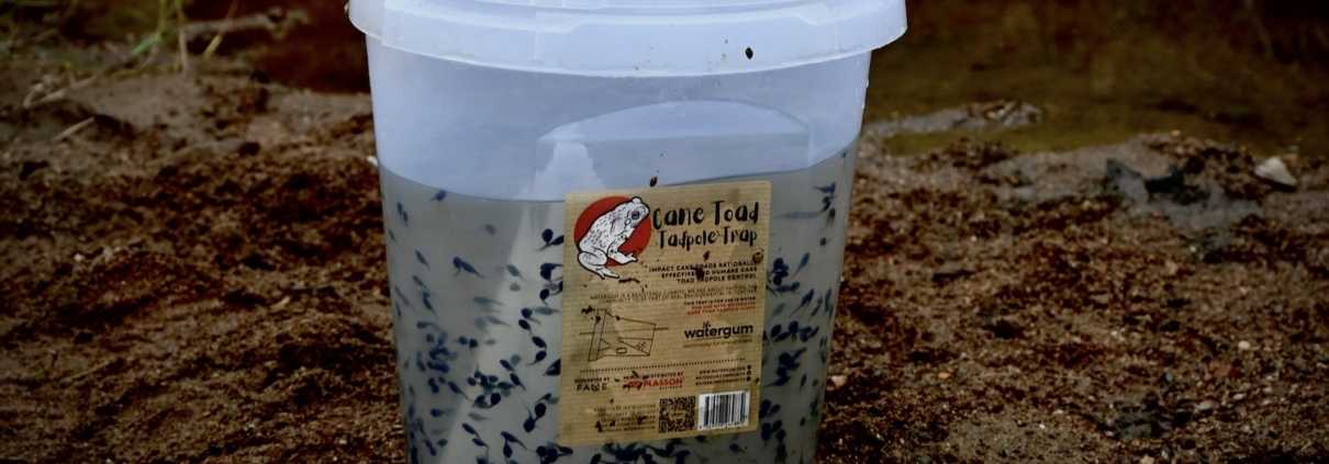 Plasson CANE TOAD TADPOLE TRAP INCLUDING BUCKET AND LID